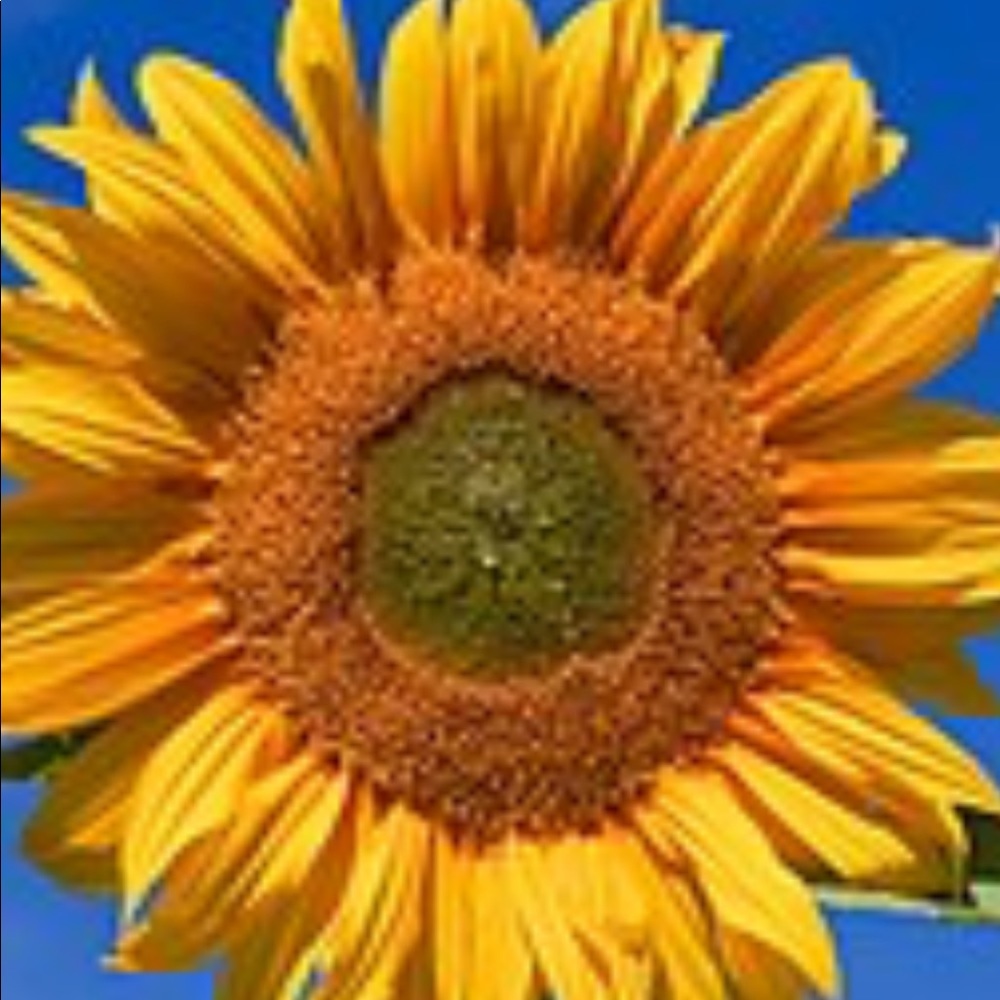 Meet your Posher, Jay